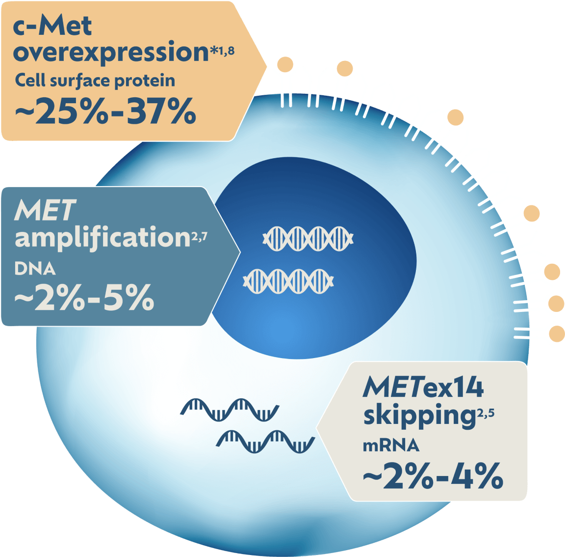 c-Met protein overexpression diagram