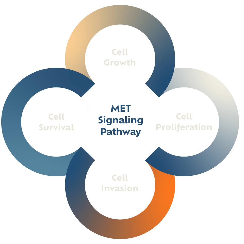 MET signaling pathway diagram